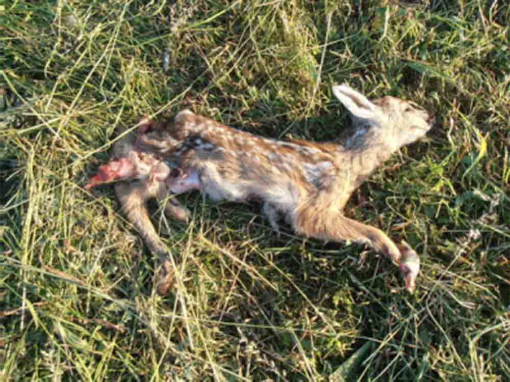 Beginn der Mähsaison, Kitze, Hasenkinder & Co. in Lebensgefahr, Peta appelliert an Landwirte in Nordrhein-Westfalen, Tierbabys zu schützen Beginn der Mähsaison, Kitze, Hasenkinder & Co. in Lebensgefahr, Peta appelliert an Landwirte in Nordrhein-Westfalen, Tierbabys zu schützen