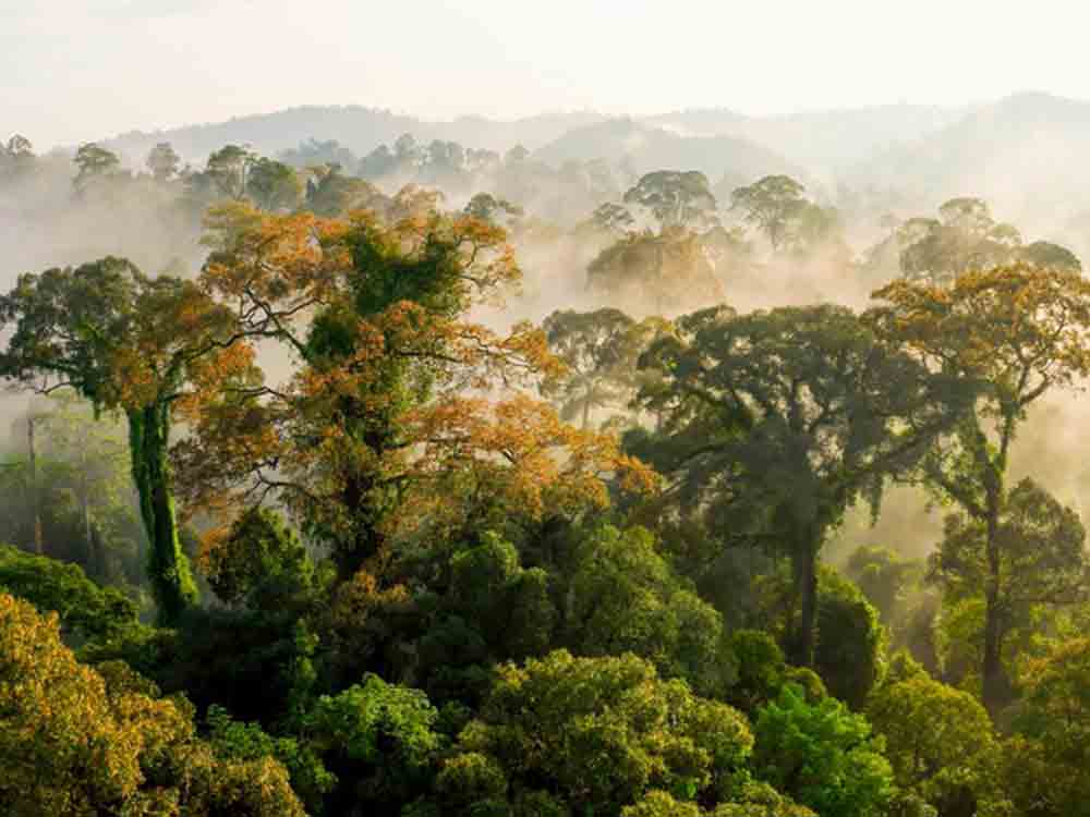 »Terra X – unser grüner Planet«, neue ZDF BBC Dokureihe über die Wunderwelt der Pflanzen »Terra X – unser grüner Planet«, neue ZDF BBC Dokureihe über die Wunderwelt der Pflanzen