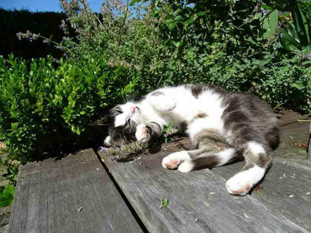 Tierschutzbund legt Gutachten vor, Ausgangssperre für Katzen in Walldorf verstößt gegen Tierschutzgesetz Tierschutzbund legt Gutachten vor, Ausgangssperre für Katzen in Walldorf verstößt gegen Tierschutzgesetz