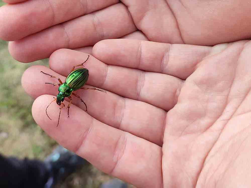 Hochsauerlandkreis, Hummeln, Bienen & Co. melden, Aufruf für Bioblitz 2022, pflanzenbestäubende Insekten Hochsauerlandkreis, Hummeln, Bienen & Co. melden, Aufruf für Bioblitz 2022, pflanzenbestäubende Insekten