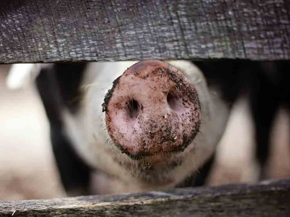 Universität Vechta, Afrikanische Schweinepest (ASP), Leitfaden für wirksame Biosicherheitsmaßnahmen in der Schweinehaltung veröffentlicht Universität Vechta, Afrikanische Schweinepest (ASP), Leitfaden für wirksame Biosicherheitsmaßnahmen in der Schweinehaltung veröffentlicht
