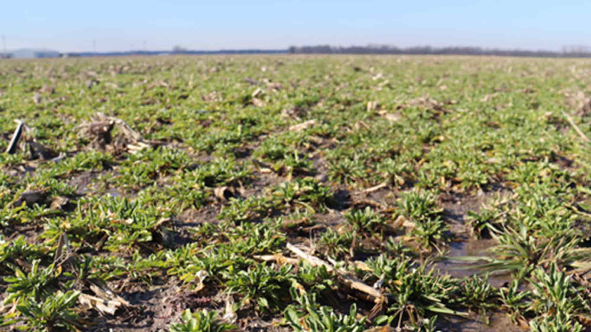 Bayer erwirbt Mehrheitsanteil an Cover Cress Inc., dem Produzenten einer nachhaltigen kohlenstoffärmeren Ölsaat