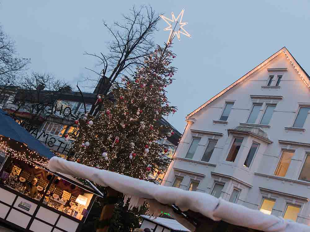 Gütersloh, große Tanne für den Weihnachtsmarkt 2022 gesucht, Rundum Sorglos Paket für Fällung und Abtransport