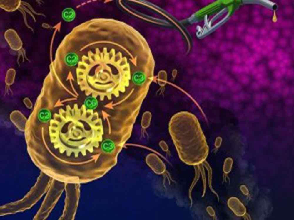 Forscher brauen Treibstoff im Bioreaktor, NREL Experten optimieren Spritproduktion nach dem Vorbild von Bäckern und Brauereien Forscher brauen Treibstoff im Bioreaktor, NREL Experten optimieren Spritproduktion nach dem Vorbild von Bäckern und Brauereien