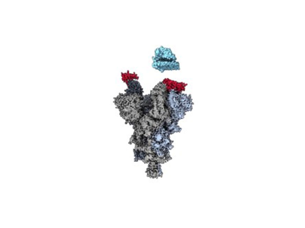 Generalschlüssel lähmt das Corona Virus, Tarnung durch Mutation funktioniert laut University of British Columbia nicht mehr effektiv Generalschlüssel lähmt das Corona Virus, Tarnung durch Mutation funktioniert laut University of British Columbia nicht mehr effektiv