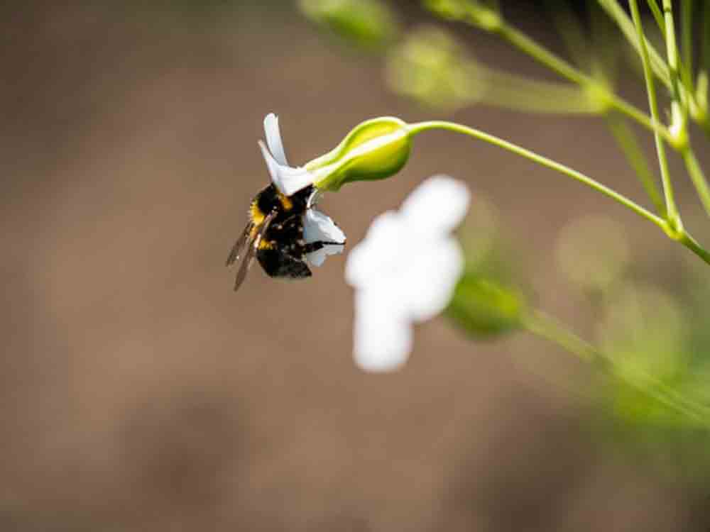 Industrieverband Agrar (IVA), Herbstzeit ist Pflanzzeit, mit den richtigen Pflanzen für Artenvielfalt im eigenen Garten sorgen Industrieverband Agrar (IVA), Herbstzeit ist Pflanzzeit, mit den richtigen Pflanzen für Artenvielfalt im eigenen Garten sorgen