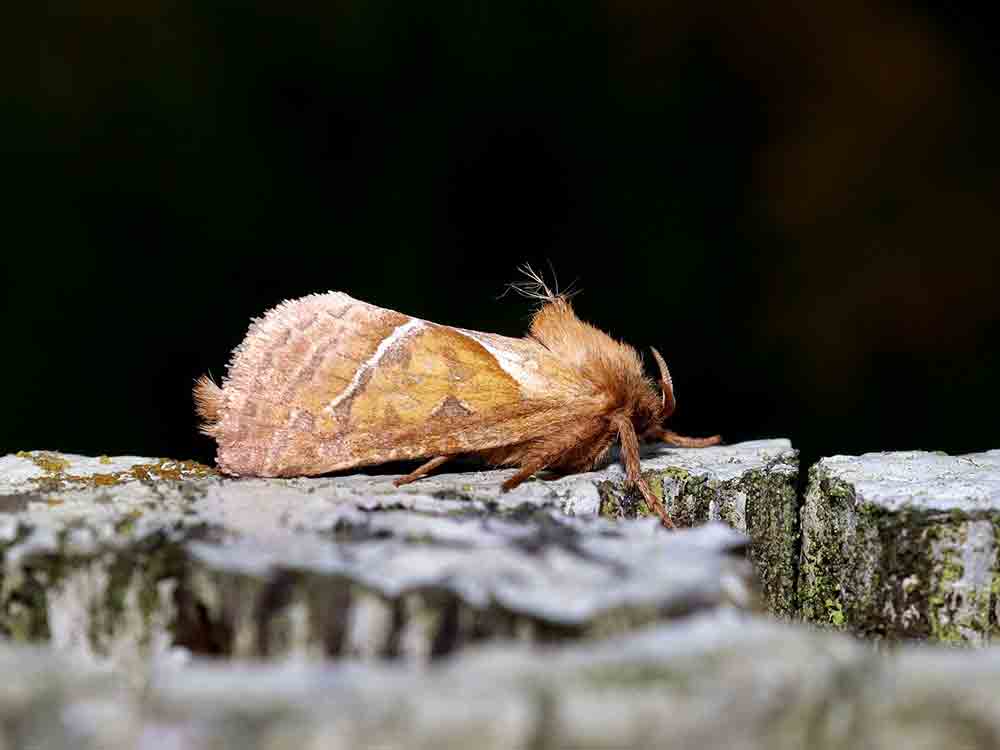 Mehrere Tausend Nachtfalter Arten in Deutschland, Aufruf für Bioblitz 2022, Nachtfalter melden Mehrere Tausend Nachtfalter Arten in Deutschland, Aufruf für Bioblitz 2022, Nachtfalter melden