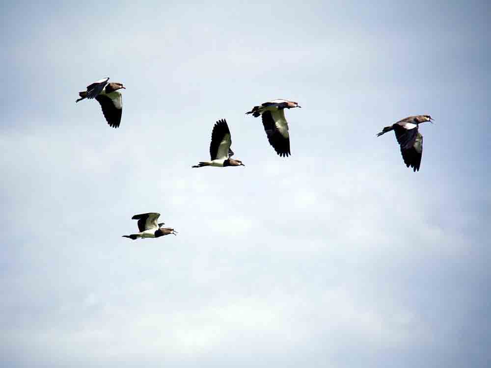 Taubenauflass mit 1.100 Tieren geplant, Peta übt Kritik an Brieftaubenzüchterregionalverband Egge Weser Taubenauflass mit 1.100 Tieren geplant, Peta übt Kritik an Brieftaubenzüchterregionalverband Egge Weser