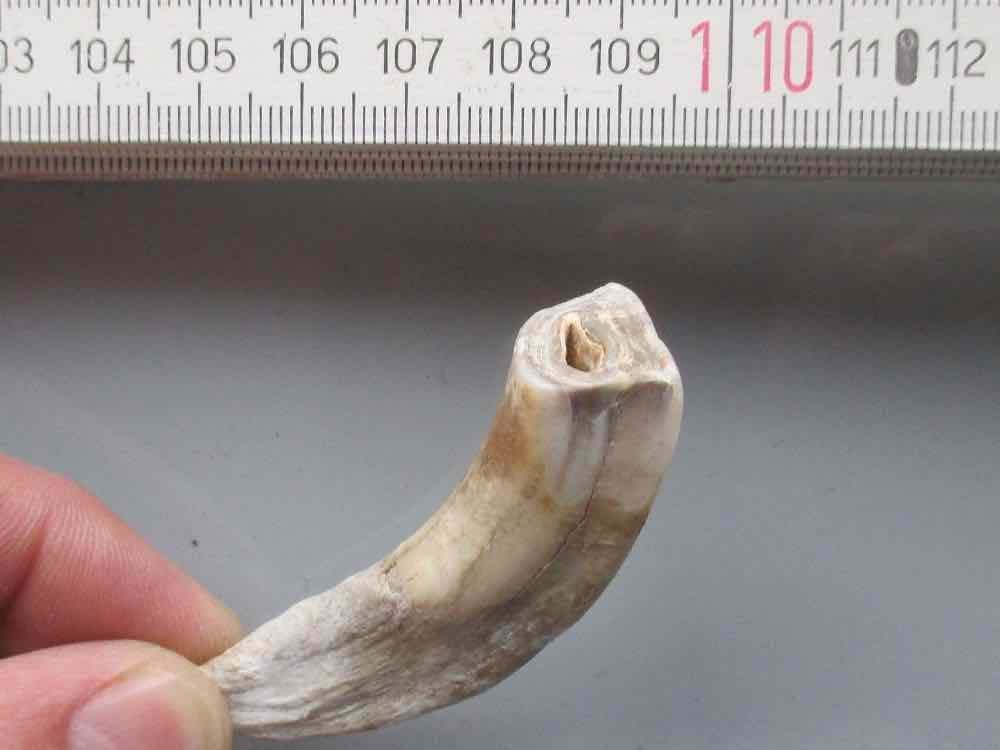 Ein Eiszeit Zoo zieht um, Sammlung des LWL Museums für Naturkunde bekommt Zuwachs Ein Eiszeit Zoo zieht um, Sammlung des LWL Museums für Naturkunde bekommt Zuwachs