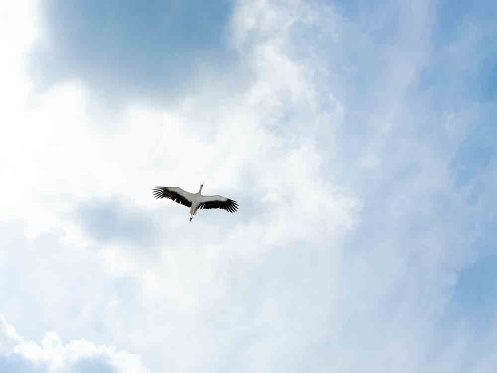 Verfassungsbeschwerde für Saubere Luft, Deutsche Umwelthilfe, Client Earth, strengere Grenzwerte zum Schutz der Gesundheit Verfassungsbeschwerde für Saubere Luft, Deutsche Umwelthilfe, Client Earth, strengere Grenzwerte zum Schutz der Gesundheit