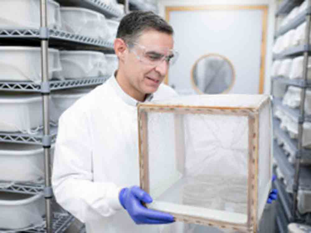 Genetisch modifizierte Moskitos sind harmlos, Malaria Auslöser gelangen laut Imperial College London nicht mehr in den Speichel der Insekten Genetisch modifizierte Moskitos sind harmlos, Malaria Auslöser gelangen laut Imperial College London nicht mehr in den Speichel der Insekten