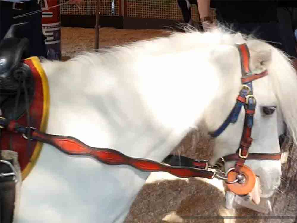 Schloß Holte Stukenbrock, Pollhans erstmalig ponykarussellfrei, 6 Demonstrationen abgesagt, Achtung für Tiere Schloß Holte Stukenbrock, Pollhans erstmalig ponykarussellfrei, 6 Demonstrationen abgesagt, Achtung für Tiere