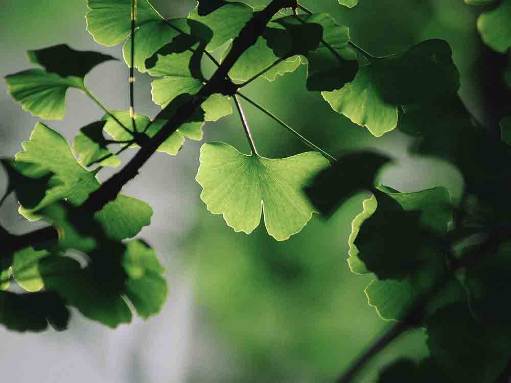Bayer und Ginkgo Bioworks vereinbaren zukunftsweisende Partnerschaft zur Entwicklung von Agrar Biologika Bayer und Ginkgo Bioworks vereinbaren zukunftsweisende Partnerschaft zur Entwicklung von Agrar Biologika