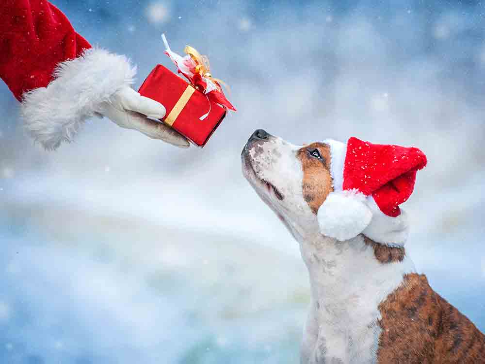 Alles rund um den Hund Erster Hundeweihnachtsmarkt am 26. und 27. November 2022 im Tagungs und Kongresszentrum Bad Sassendorf Alles rund um den Hund Erster Hundeweihnachtsmarkt am 26. und 27. November 2022 im Tagungs und Kongresszentrum Bad Sassendorf