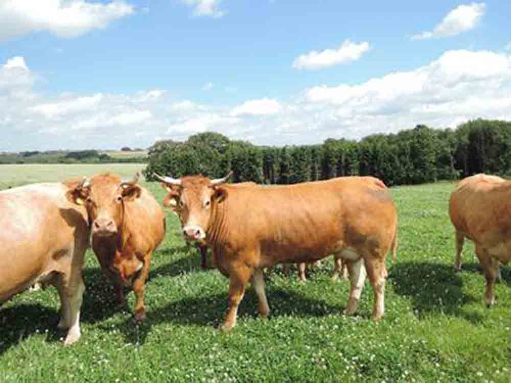 Weltvegantag, 1. November, Deutscher Tierschutzbund plädiert für Ein Herz für Nutztiere Weltvegantag, 1. November, Deutscher Tierschutzbund plädiert für Ein Herz für Nutztiere