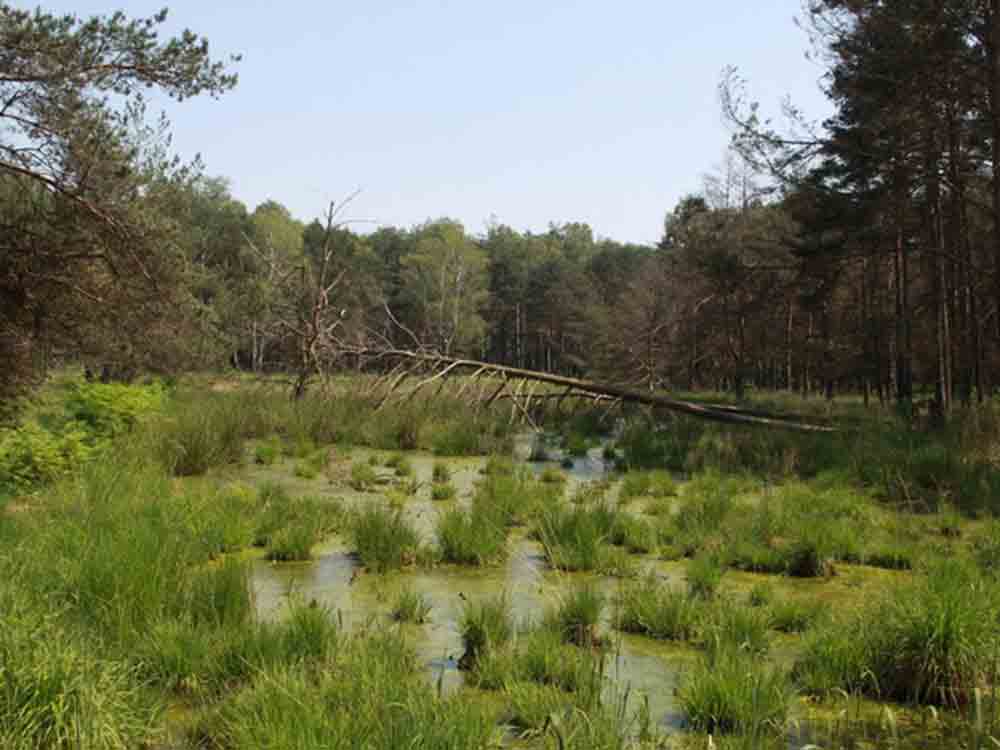 DBU, Moorschutz im Naturerbe Weißhaus, Stiftungstochter aus Osnabrück vernässt Niedermoore in Brandenburg