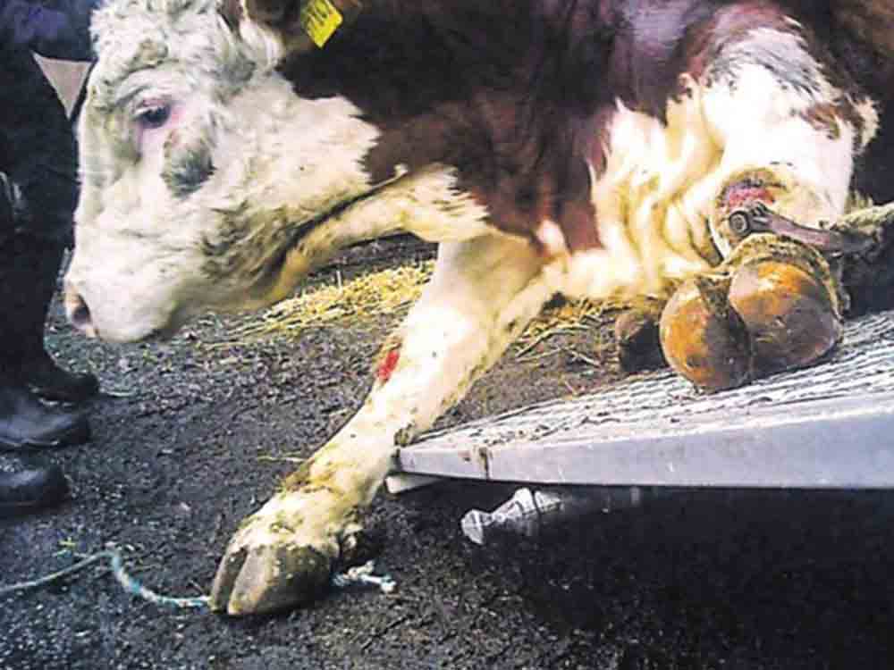 Kranke Tiere mißhandelt und geschlachtet, Haftstrafen im Schlachthof Skandal von Stade Kranke Tiere mißhandelt und geschlachtet, Haftstrafen im Schlachthof Skandal von Stade