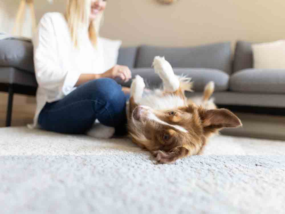 Vereinfachte Diabetes Behandlung bei Hunden: Längerwirksame Insuline ermöglichen seltenere Injektionen im Idealfall nur noch 1 Piks pro Tag nötig Vereinfachte Diabetes Behandlung bei Hunden: Längerwirksame Insuline ermöglichen seltenere Injektionen im Idealfall nur noch 1 Piks pro Tag nötig