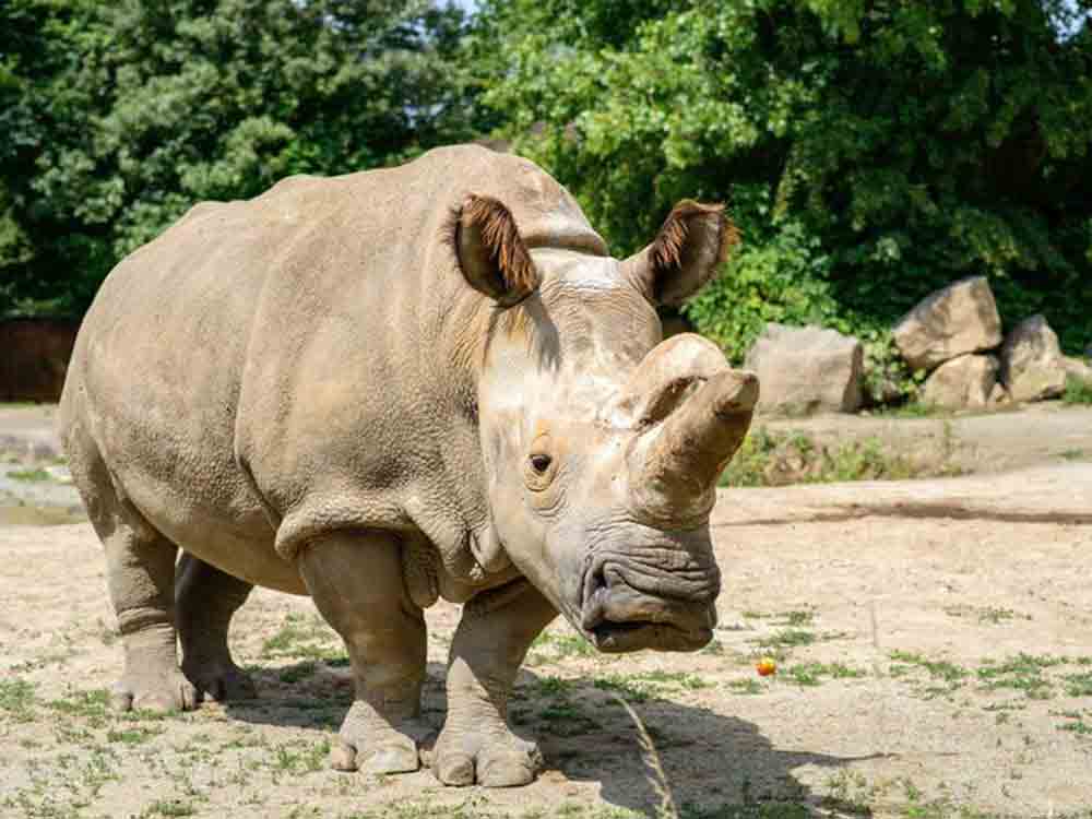 Bio Rescue erzeugt Urkeimzellen aus Stammzellen des nördlichen Breitmaulnashorns, Weltneuheit bei großen Säugetieren Bio Rescue erzeugt Urkeimzellen aus Stammzellen des nördlichen Breitmaulnashorns, Weltneuheit bei großen Säugetieren