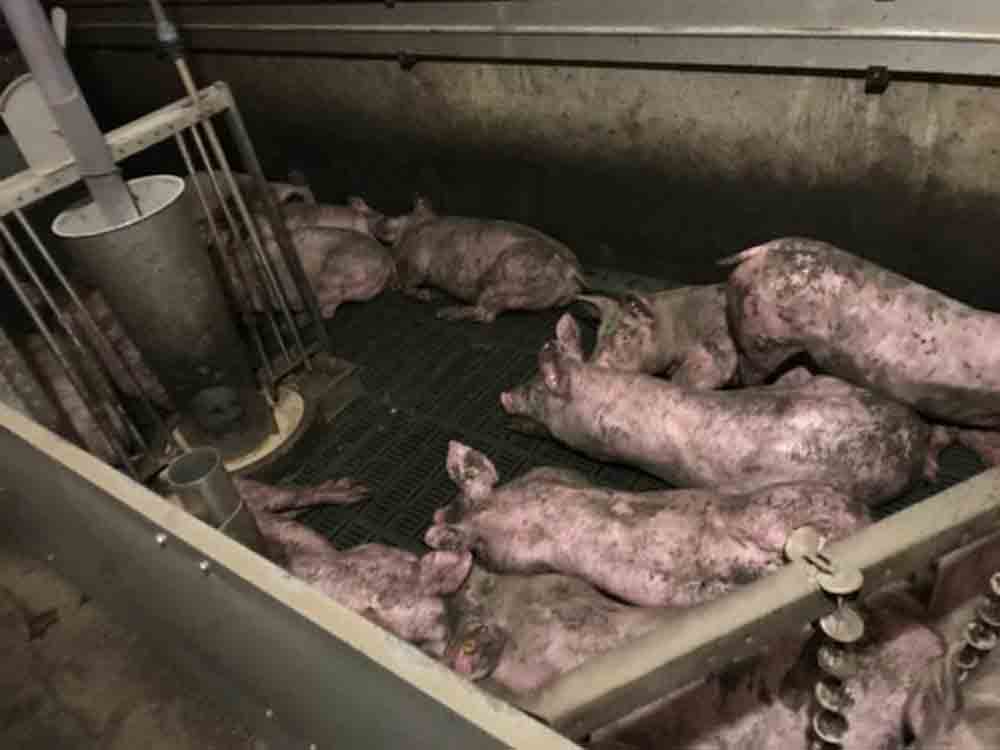Tote und kotverdreckte Schweine in Nottuln, Peta erstattet Strafanzeige bei der Staatsanwaltschaft Münster und fordert Prüfung des Tierhalteverbots Tote und kotverdreckte Schweine in Nottuln, Peta erstattet Strafanzeige bei der Staatsanwaltschaft Münster und fordert Prüfung des Tierhalteverbots