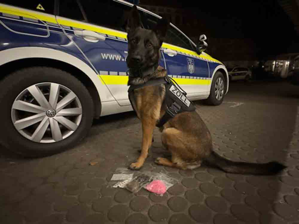 Hauptzollamt Bielefeld, Zollhund Skadi mit feinem Näschen, Bielefelder Zöllner finden Drogen bei Fahrgast im Reisebus Hauptzollamt Bielefeld, Zollhund Skadi mit feinem Näschen, Bielefelder Zöllner finden Drogen bei Fahrgast im Reisebus