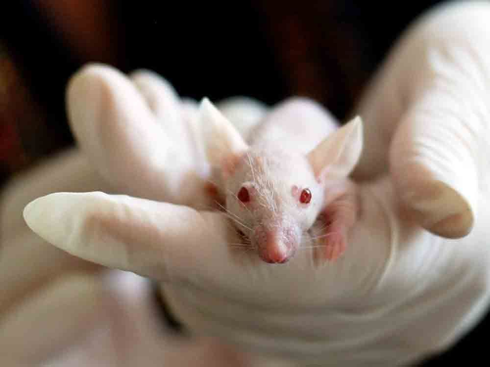 Versuchstierzahlen 2021 enthalten erstmals »Überschusstiere«, mehr als 5 Millionen Tiere durch Tierversuchsindustrie »verbraucht«, Deutscher Tierschutzbund fordert Ausstiegsstrategie Versuchstierzahlen 2021 enthalten erstmals »Überschusstiere«, mehr als 5 Millionen Tiere durch Tierversuchsindustrie »verbraucht«, Deutscher Tierschutzbund fordert Ausstiegsstrategie