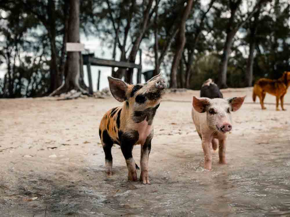 Deutscher Tierschutzbund betont vor der Grünen Woche: Staatliches Kennzeichen ist kein Tierschutzlabel und auch kein Tierwohllabel Deutscher Tierschutzbund betont vor der Grünen Woche: Staatliches Kennzeichen ist kein Tierschutzlabel und auch kein Tierwohllabel
