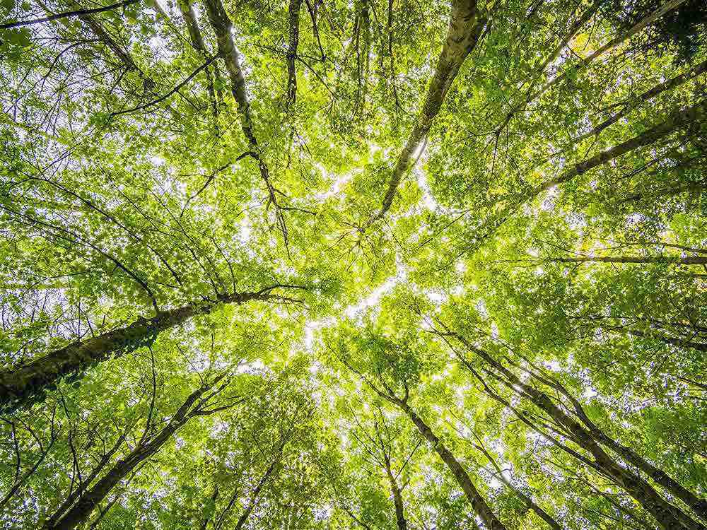 PWC Deutschland, Klimafabrik Deutscher Wald, mit Wiederaufforstungsprojekten wirksam in den Klimaschutz investieren PWC Deutschland, Klimafabrik Deutscher Wald, mit Wiederaufforstungsprojekten wirksam in den Klimaschutz investieren