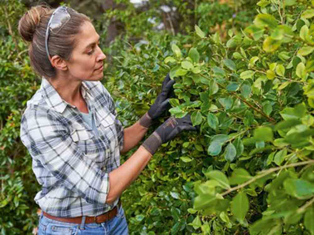 Schöne Aussichten für den grünen Gartenzaun, mit etwas Pflege starten Hecken gut in die neue Saison Schöne Aussichten für den grünen Gartenzaun, mit etwas Pflege starten Hecken gut in die neue Saison