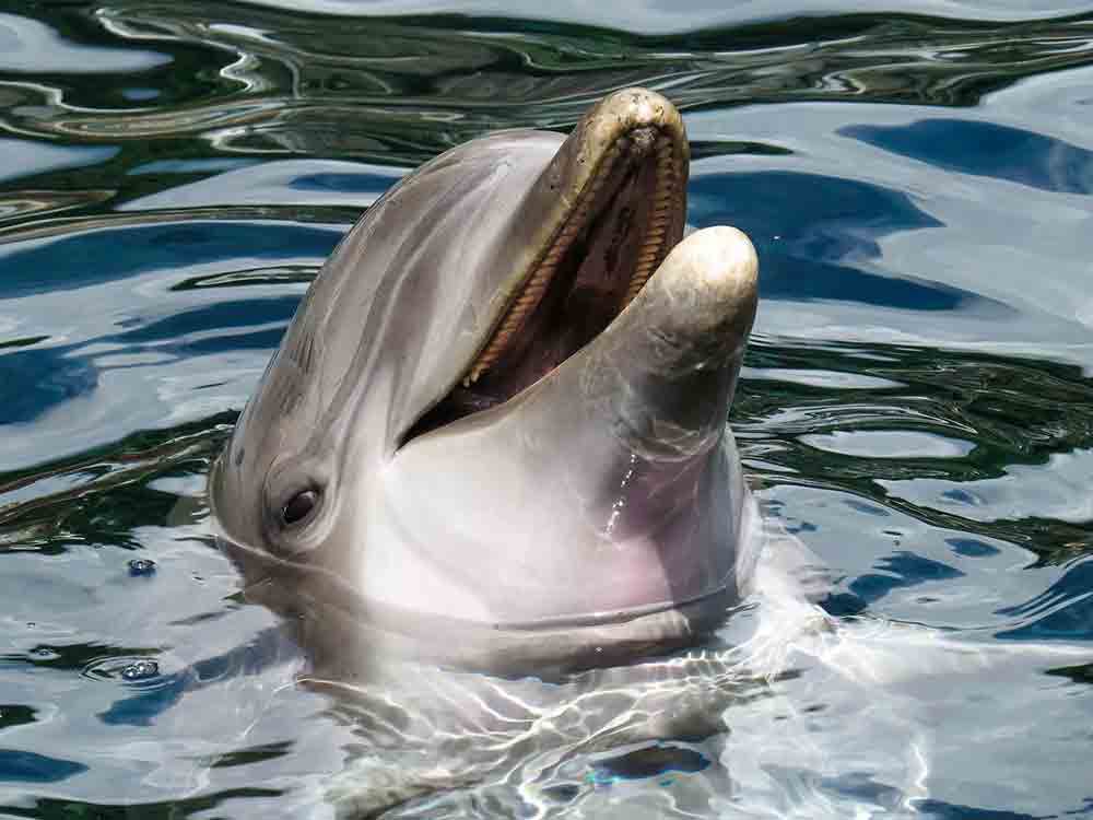 Delfinarium Duisburg stellt Delfinkind Domingo vor: Peta ruft Familien auf, keine Eintrittskarten zu kaufen Delfinarium Duisburg stellt Delfinkind Domingo vor: Peta ruft Familien auf, keine Eintrittskarten zu kaufen