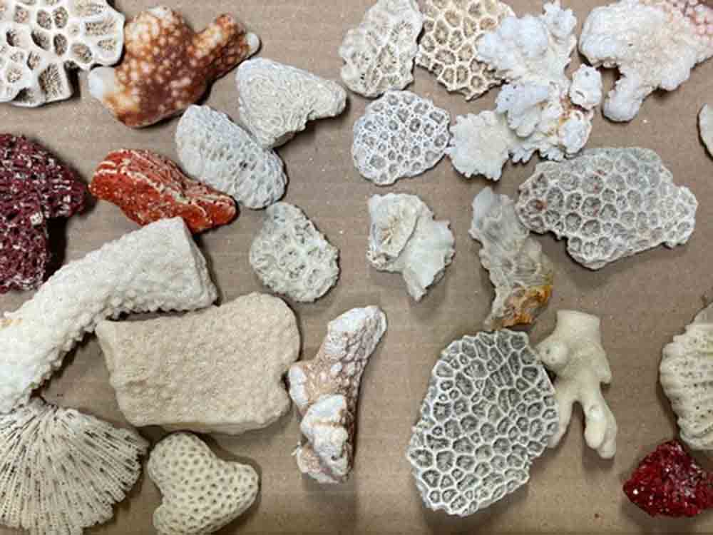 Hauptzollamt Potsdam, Strandmitbringsel mit Folgen, Zoll beschlagnahmt 29 Bruchstücke geschützter Korallen Hauptzollamt Potsdam, Strandmitbringsel mit Folgen, Zoll beschlagnahmt 29 Bruchstücke geschützter Korallen