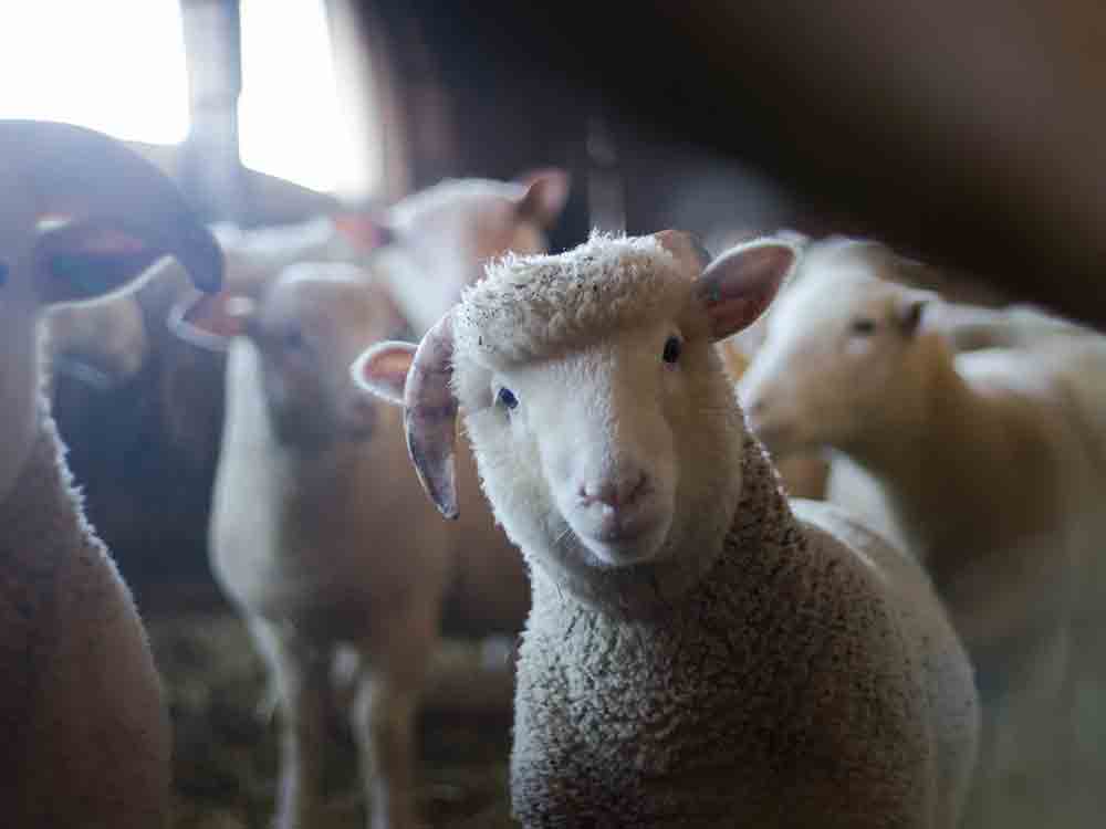 Landwirtschaftskammer bei der IPM 2023 in Essen, Milchmenge trotz weniger Kühen stabil, wie sieht die Schaf und Ziegenhaltung in Zukunft aus? Landwirtschaftskammer bei der IPM 2023 in Essen, Milchmenge trotz weniger Kühen stabil, wie sieht die Schaf und Ziegenhaltung in Zukunft aus?