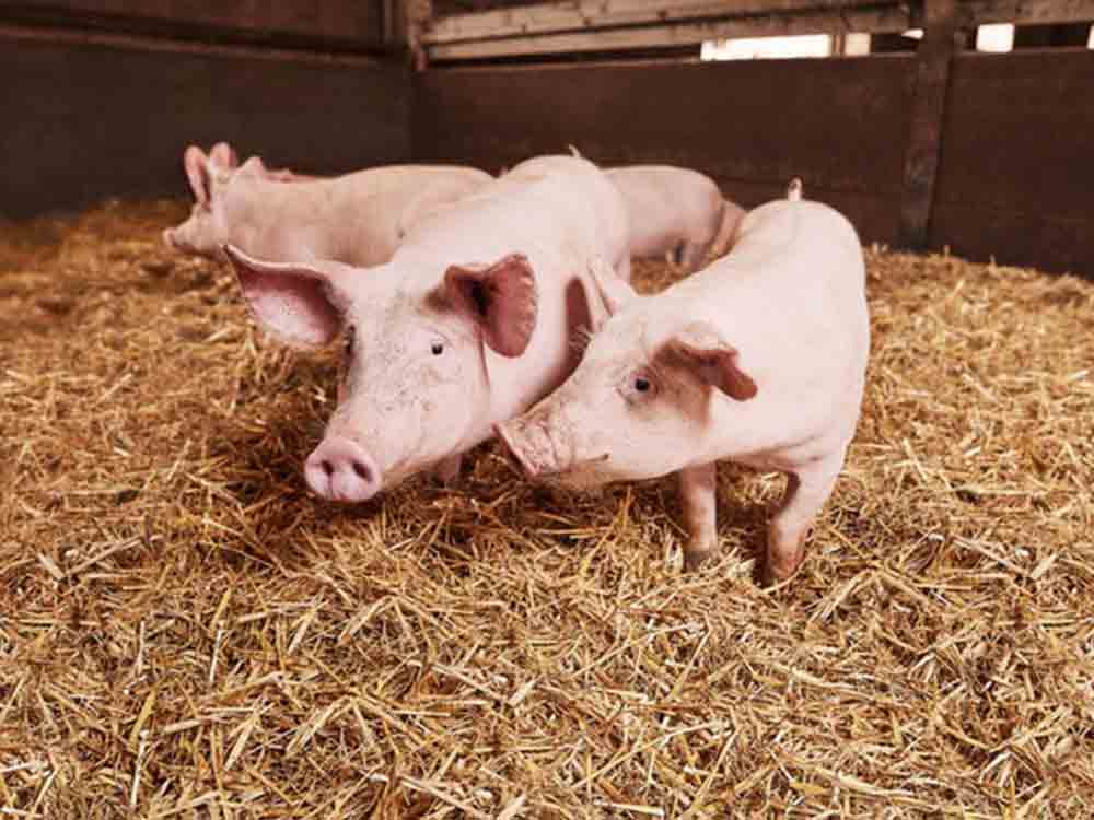Gemeinsam für mehr Tierwohl: Handelsunternehmen der Schwarz Gruppe befürworten staatliche Tierhaltungskennzeichnung Gemeinsam für mehr Tierwohl: Handelsunternehmen der Schwarz Gruppe befürworten staatliche Tierhaltungskennzeichnung