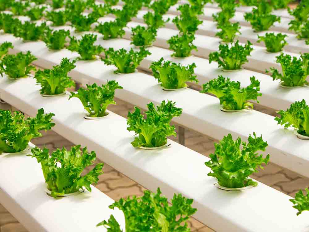 Clean Meat und Vertical Farming: wie regionale Food-Innovation und klimafreundliche Landwirtschaft aussehen können Clean Meat und Vertical Farming: wie regionale Food-Innovation und klimafreundliche Landwirtschaft aussehen können