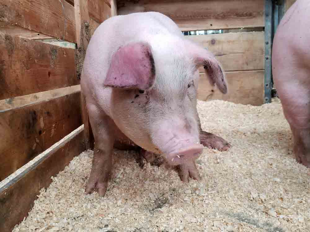 Bundesverband Rind und Schwein (BRS), gibt es für die Schweinehaltung in Deutschland noch eine sichere Zukunftsperspektive? Bundesverband Rind und Schwein (BRS), gibt es für die Schweinehaltung in Deutschland noch eine sichere Zukunftsperspektive?