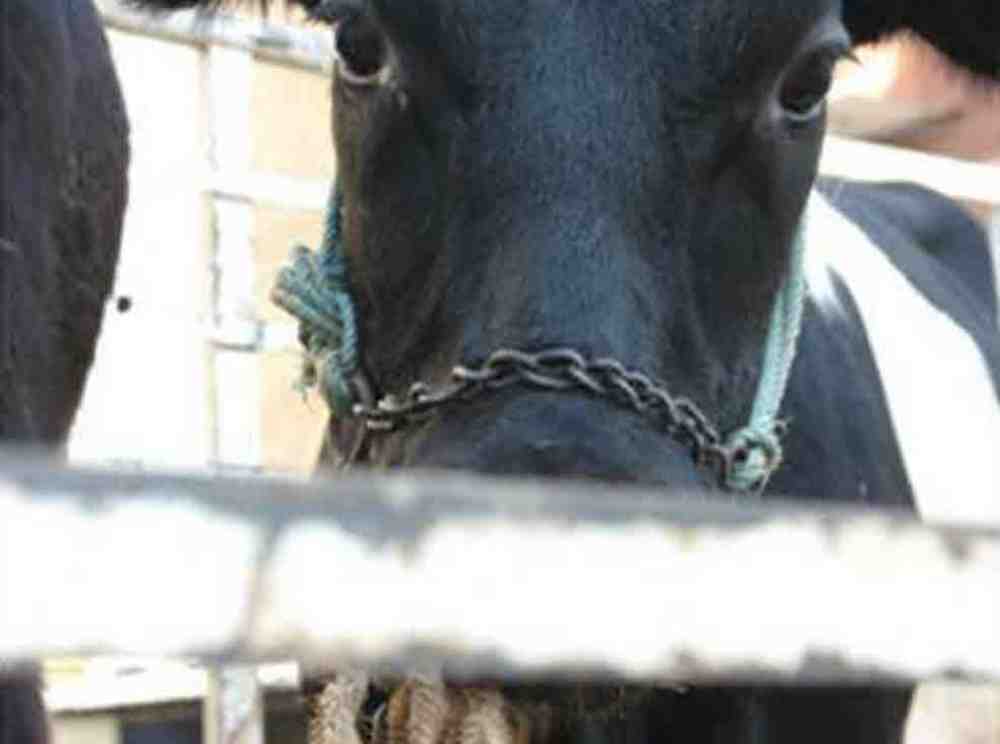 EU Agrarminister uneins, Deutscher Tierschutzbund befürchtet Fortführung von Tiertransporten in Drittstaaten außerhalb Europas EU Agrarminister uneins, Deutscher Tierschutzbund befürchtet Fortführung von Tiertransporten in Drittstaaten außerhalb Europas