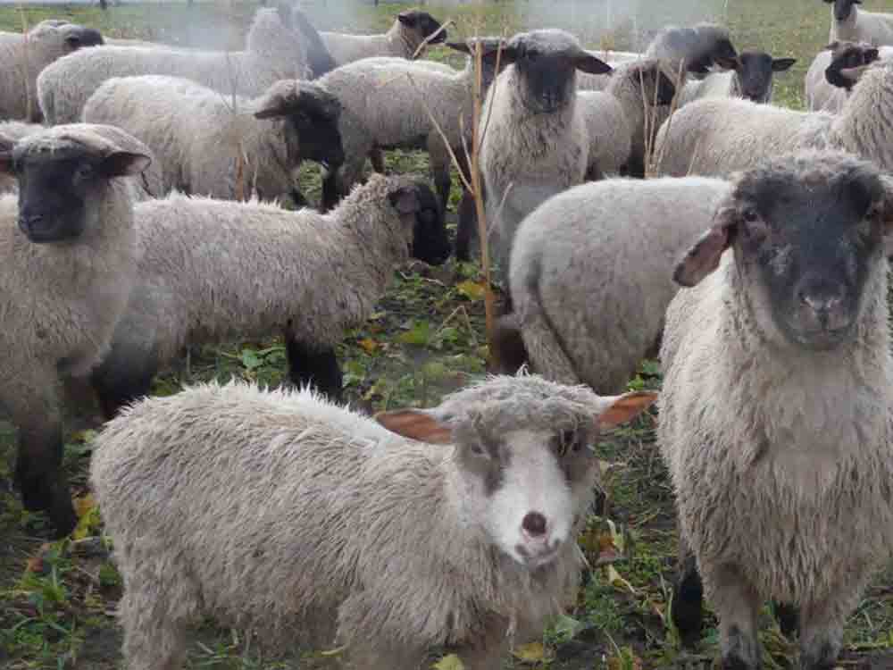 Schafe in Not, Tierärztin: Schafhaltung im Kreis ist oft Tierquälerei, Veterinäramt lässt Tiere im Regen stehen Schafe in Not, Tierärztin: Schafhaltung im Kreis ist oft Tierquälerei, Veterinäramt lässt Tiere im Regen stehen