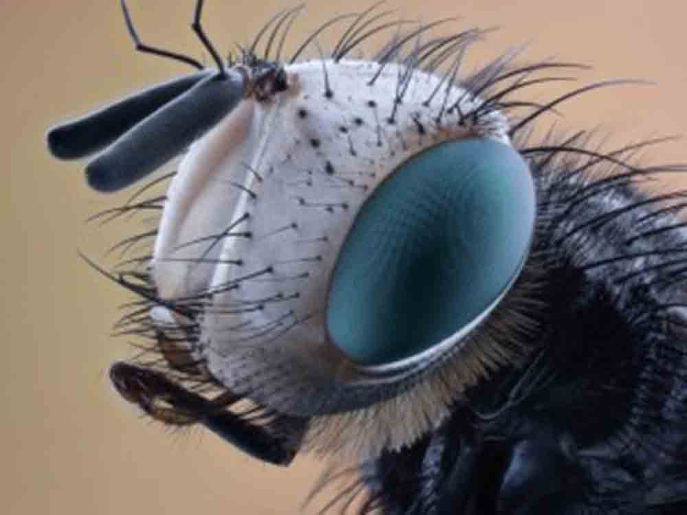 Neue Waffe gegen gefährliche Tsetse Fliegen, Wissenschaftler der Yale University locken die Insekten mit arteigenem Botenstoff in die Falle Neue Waffe gegen gefährliche Tsetse Fliegen, Wissenschaftler der Yale University locken die Insekten mit arteigenem Botenstoff in die Falle