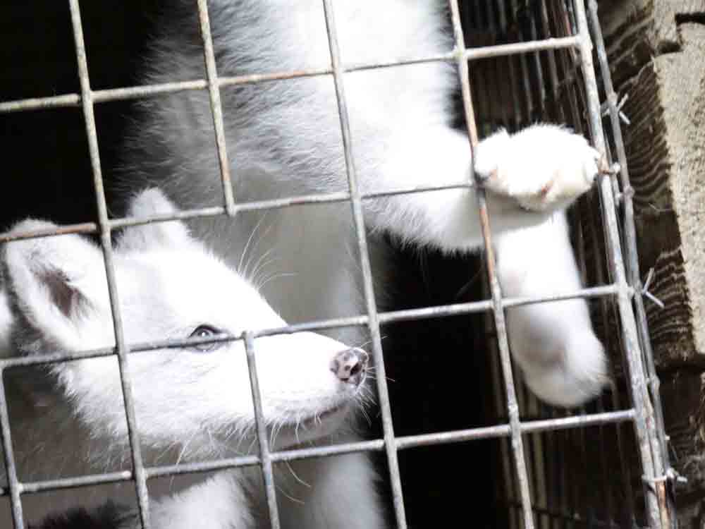 Fur Free Europe: mehr als 1,7 Millionen Stimmen für ein pelzfreies Europa, Deutscher Tierschutzbund Fur Free Europe: mehr als 1,7 Millionen Stimmen für ein pelzfreies Europa, Deutscher Tierschutzbund