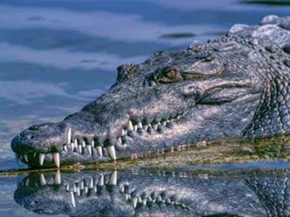 Krokodil Wirkstoff gegen Infektionen nutzbar, Alternative bei Antibiotikaresistenz, Forscher der La Trobe University legen Fokus auf Defensine Krokodil Wirkstoff gegen Infektionen nutzbar, Alternative bei Antibiotikaresistenz, Forscher der La Trobe University legen Fokus auf Defensine