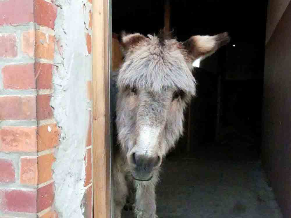 Der Lebenshof Varensell, ein Zuhause für gerettete Tiere, Verein Achtung für Tiere, Rietberg Der Lebenshof Varensell, ein Zuhause für gerettete Tiere, Verein Achtung für Tiere, Rietberg