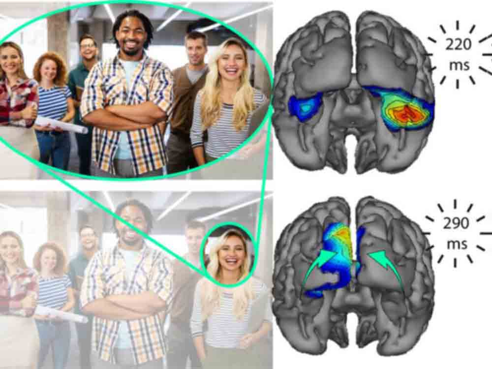Anders als gedacht: Gehirn verarbeitet Seheindrücke auch rückwärts, Leibniz Institut für Neurobiologie