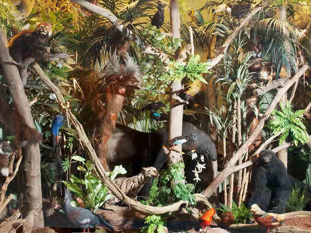 Von bedrohten und ausgestorben Tieren, Familienführung, am Sonntag, 16. April 2023, 15 Uhr, im Lippischen Landesmuseum Detmold Von bedrohten und ausgestorben Tieren, Familienführung, am Sonntag, 16. April 2023, 15 Uhr, im Lippischen Landesmuseum Detmold