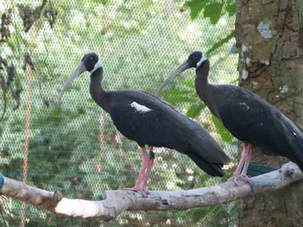 Allwetterzoo Münster, Erfolg in Kambodscha: ein Küken macht Hoffnung für die Rettung einer ganzen Art Allwetterzoo Münster, Erfolg in Kambodscha: ein Küken macht Hoffnung für die Rettung einer ganzen Art