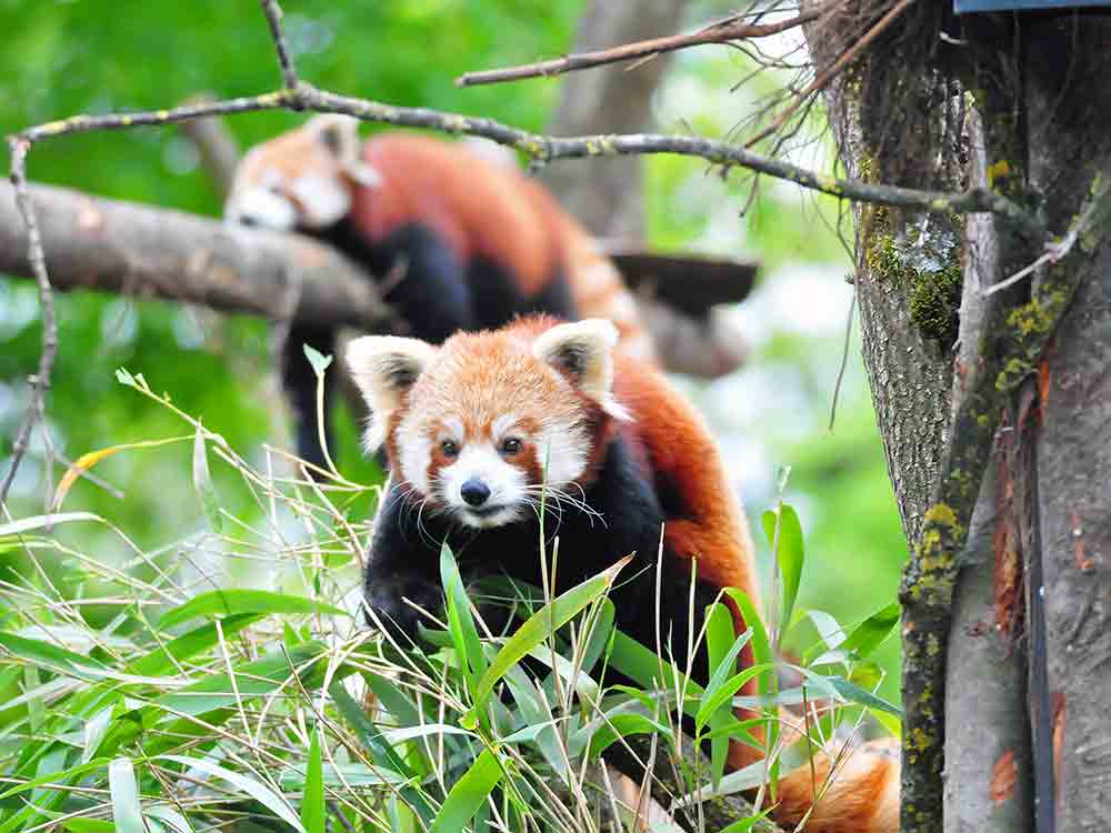 Allwetterzoo Münster, Umwelt für Mensch und Tier erhalten, gemeinsamer Appell zum Tag der Erde am 22. April 2023 Allwetterzoo Münster, Umwelt für Mensch und Tier erhalten, gemeinsamer Appell zum Tag der Erde am 22. April 2023