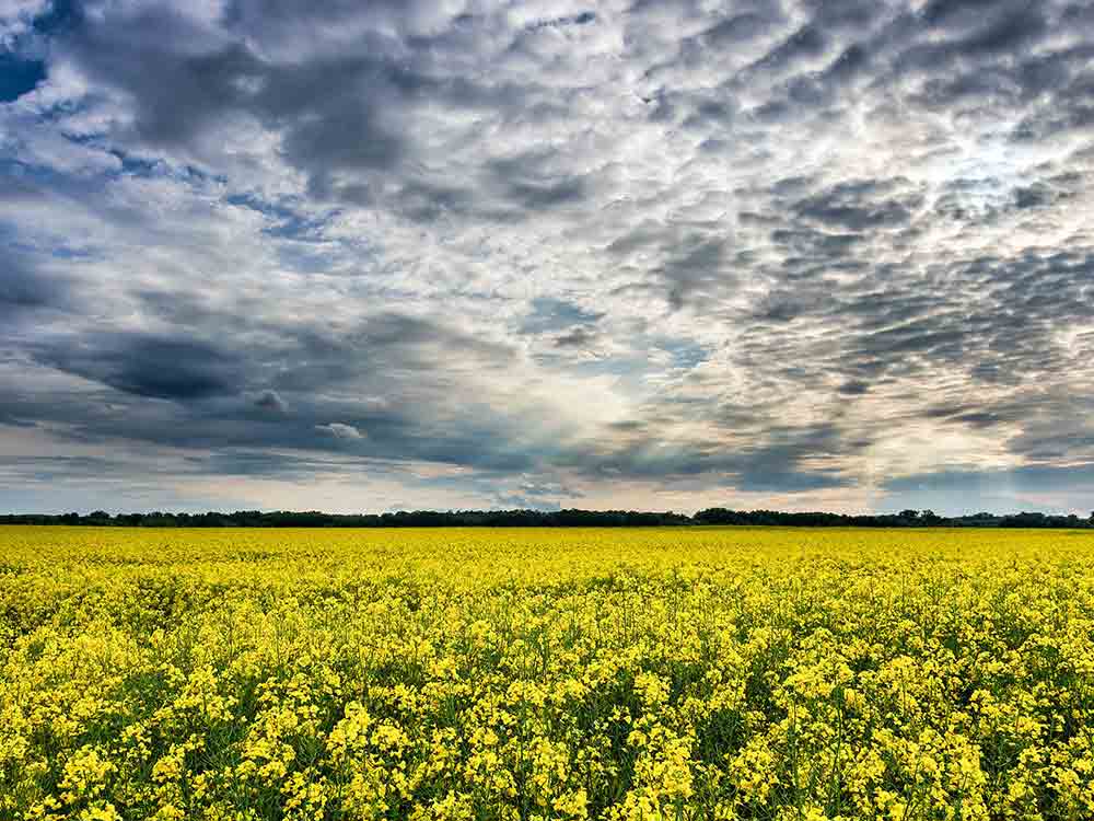 Landwirtschaftskammer Nordrhein Westfalen, April 2023, Berufswettbewerb der Landjugend in NRW, Landwirtinnen, der Raps blüht in NRW Landwirtschaftskammer Nordrhein Westfalen, April 2023, Berufswettbewerb der Landjugend in NRW, Landwirtinnen, der Raps blüht in NRW