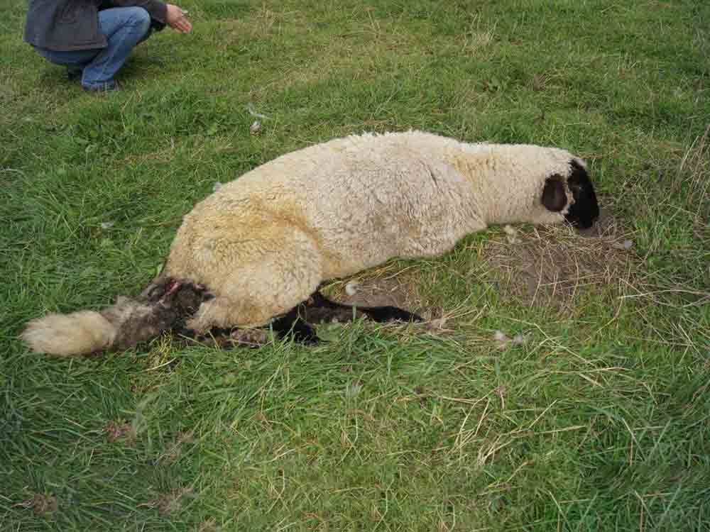 Achtung für Tiere, Rietberg, Tierschutzmissstände bemerken, melden, aushalten: »Der Hund sitzt immer nur im Zwinger …« Achtung für Tiere, Rietberg, Tierschutzmissstände bemerken, melden, aushalten: »Der Hund sitzt immer nur im Zwinger …«