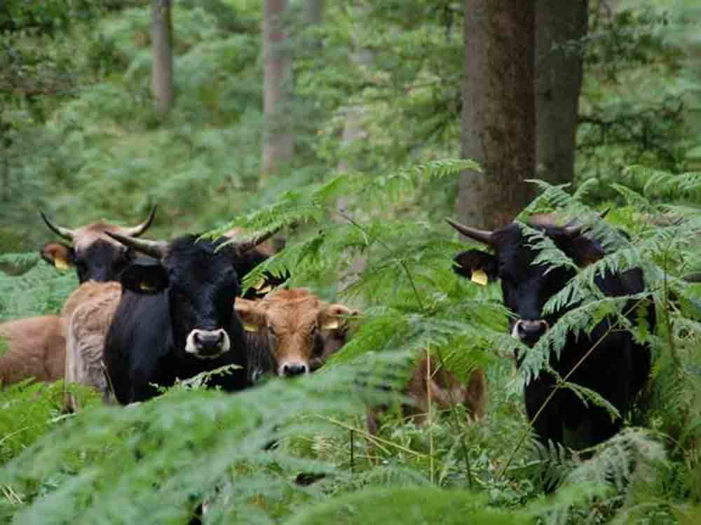 Naturpark Solling Vogler bietet Führungen im Hutewald der Niedersächsischen Landesforsten Naturpark Solling Vogler bietet Führungen im Hutewald der Niedersächsischen Landesforsten