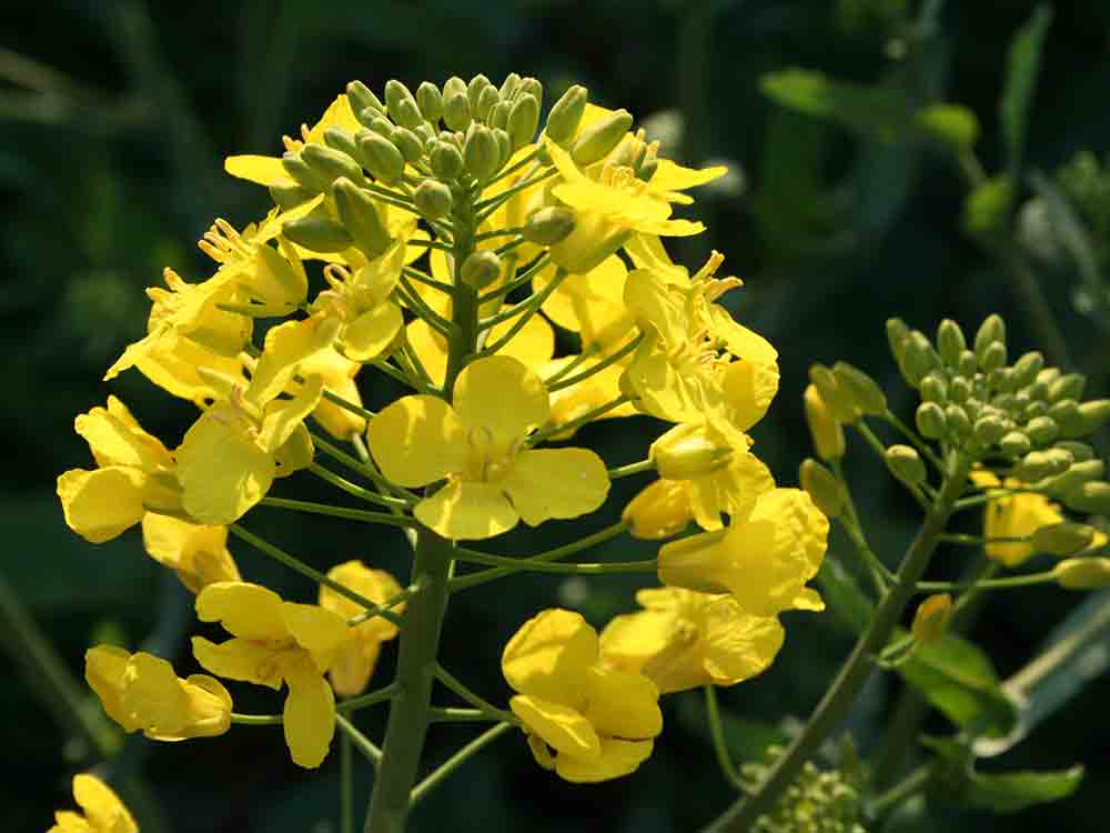 Rapsblüte dieses Jahr etwas später, 1. Mai 2023: »Bei Mai Tour können wir uns wieder an die gelben Farbtupfer in der Natur erfreuen«, so Westermeyer