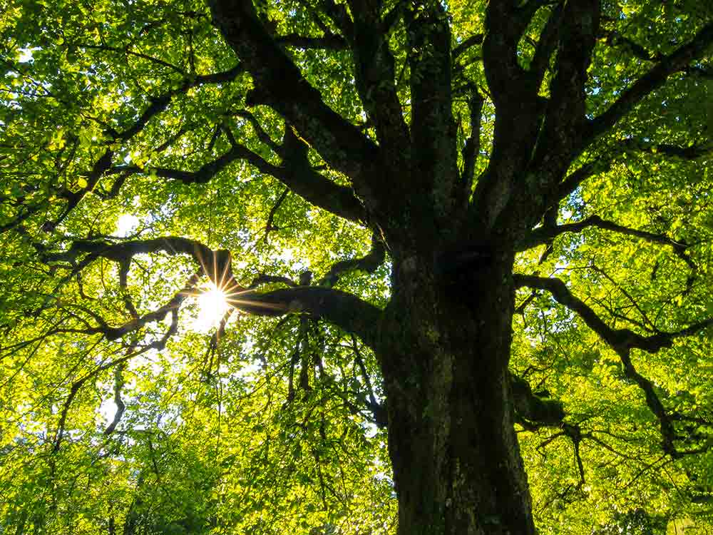 Gütersloh, der Natur auf der Spur, umweltpädagogischer Lehrspaziergang am 16. Mai 2023 Gütersloh, der Natur auf der Spur, umweltpädagogischer Lehrspaziergang am 16. Mai 2023